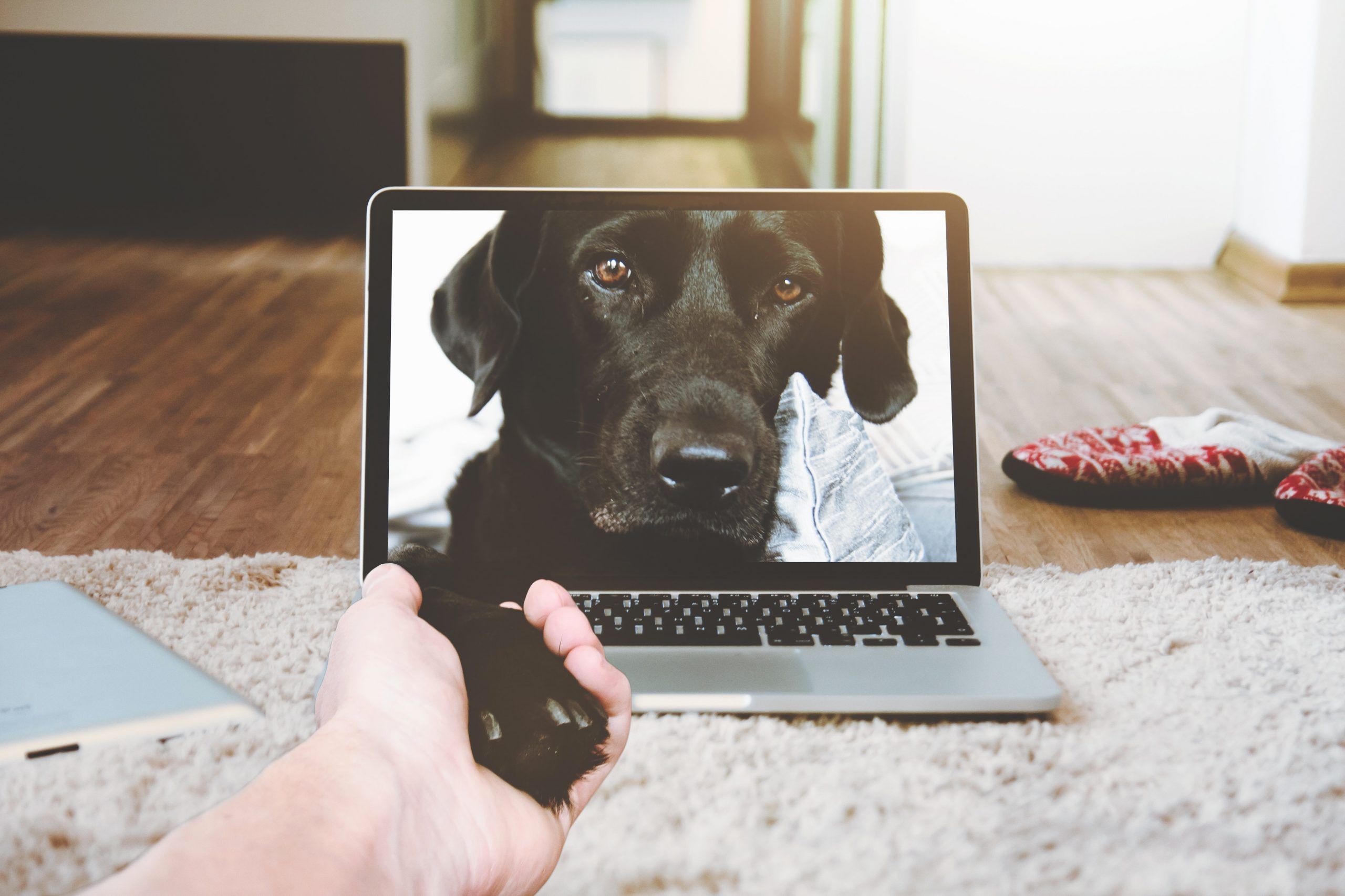 Creando un proyecto juntos  – AYUDA CANINA –