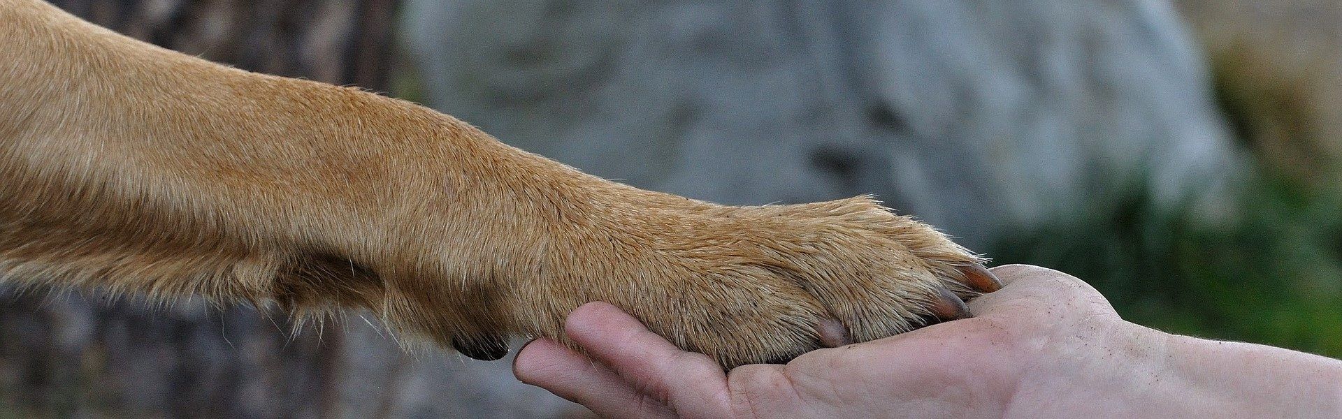 AYUDA CANINA