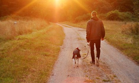ADIESTRAMIENTO CANINO